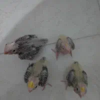 عروس هلندی