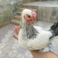 مرغ تخم گذار