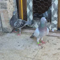 کفتر مسافتی  ثبت پیگو