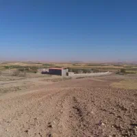 مرغداری-تخمگذار