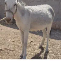 فروش الاغ و کره