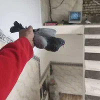 کبوتر|پرنده|شیراز, ماه فیروزان|دیوار