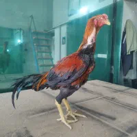 لاری