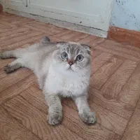 ماده