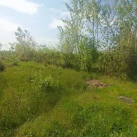 زمین-باغی-سند-تک-برگ
