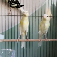جوجه قناری نر خانگی طلایی تک خال