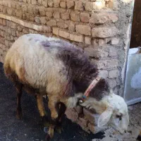بره نر