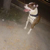 سگ پیتبول