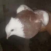 کبوتر