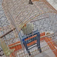 عروس هلندی
