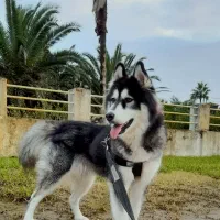 واگذاری هاسکی مالاموت