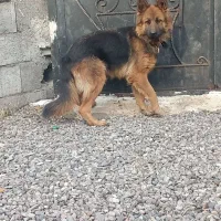 واگذاری یک عدد ماده ژرمن نزدیک دوسال