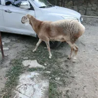 گوسفند چینی قوچ