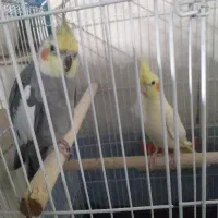یک جفت عروس هلندی مولد
