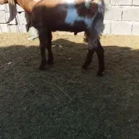 پازن اعدانی قیمت ۳۵ملیون