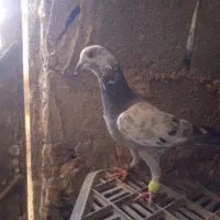 کفتر پرشی