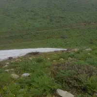 علف تازه امسال