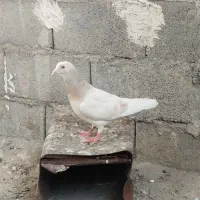 کبوتر کفتر سرور پلاکی با کرم زرد