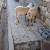 میش و بره