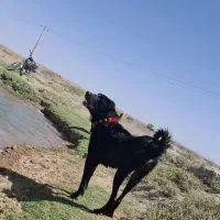 نر سرابی