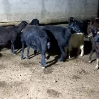 فروش گوسفند فقط معاوضه  با وانت
