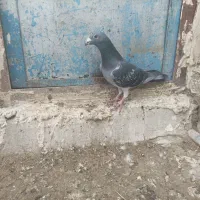 کبوتر