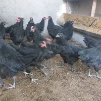 خروس نژاد استرالوپ