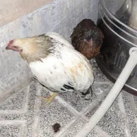 مرغ و خروس