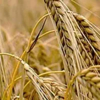 فروش جو‌ایرانی(محلی)