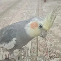 پرنده گ..م..شده