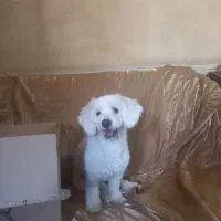 سگ گم شده در محدوده محراب مدرس