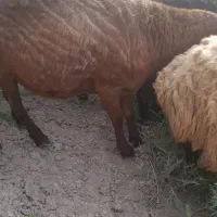 گوسفند ماده