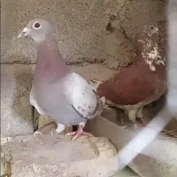 کفتر