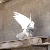 طوقی بدونه یه پر غلط ضمانتی