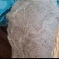 پشم گوسفندی