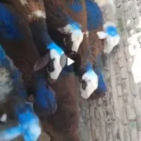 بره نر افشار و پلنگی دامداری نجبائی