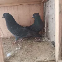 یه جفت کبوتر زاغ سبز تهرانی پرشی، خوش‌فرم و اصیل