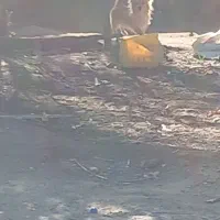 پامر|سگ|تخت, |دیوار