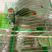 طوطی برزیلی