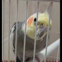 عروس هلندی گم شده منطقه ابراهیم ادهم