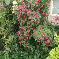 باغبان