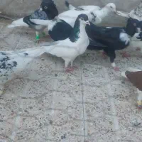 کفتر