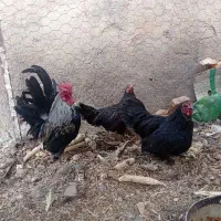 مرغ‌وخروس‌مینیاتوری