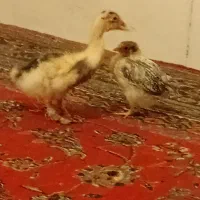 جوجه واردک