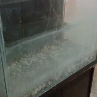 آکواریوم ماهی