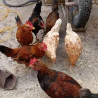 وارک (مرغ و خروس)