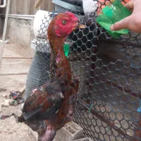 جوجه خروس لاری