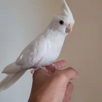 عروس هلندی سخنگو