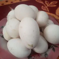 تخم غاز نطفه دار