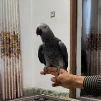 طوطی کاسکو اعجوبه شعرخوان
